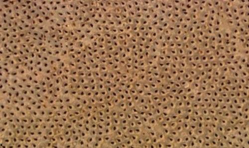 手密集恐惧症图片,视觉冲击下的心理挑战